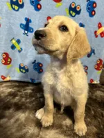 Buddy, a male Labradoodle for sale in San Angelo, TX – 2 of 8