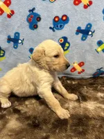 Buddy, a male Labradoodle for sale in San Angelo, TX – 6 of 8