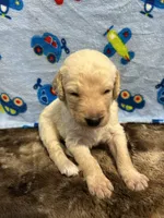 Buddy, a male Labradoodle for sale in San Angelo, TX – 5 of 8
