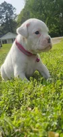 100% European White Female  Pink Collar, a female Boxer for sale in Brownsville, TN – 1 of 9