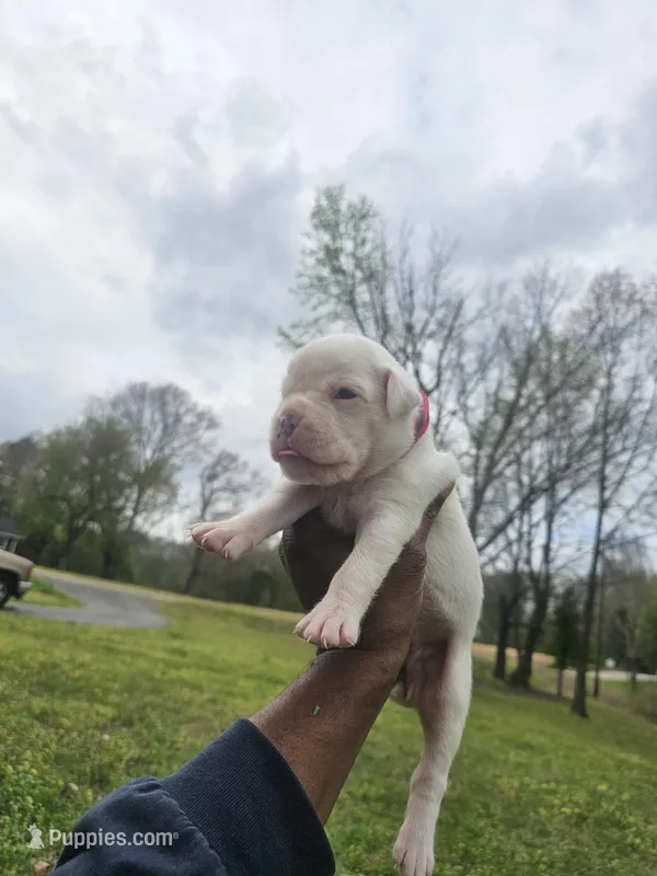 100% European White Female  Pink Collar – Boxer puppy for sale in Brownsville, TN