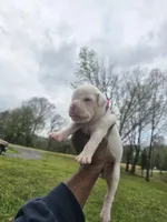 100% European White Female  Pink Collar, a female Boxer for sale in Brownsville, TN – 3 of 9