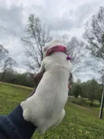 100% European White Female  Pink Collar, a female Boxer for sale in Brownsville, TN – 4 of 9