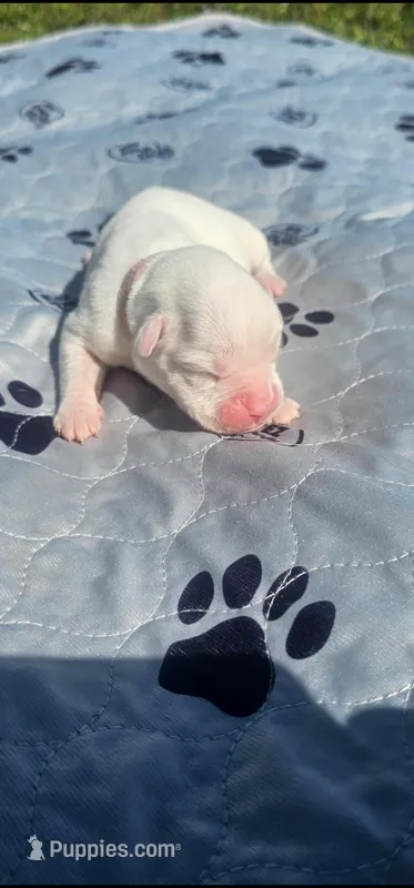 100% European White Female  Pink Collar – Boxer puppy for sale in Brownsville, TN