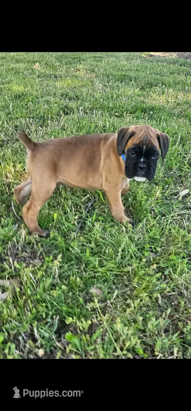 Blue collar 100% European Male PENDING – Boxer puppy on hold in Brownsville, TN