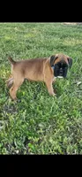 Blue collar 100% European Male PENDING, a male Boxer for sale in Brownsville, TN – 2 of 9