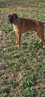 Waiting list For 100%  European Fawn 8-9-2026, a male Boxer for sale in Brownsville, TN – 2 of 5