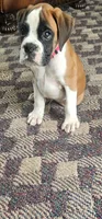 100% European  Flashy Fawn Male , a male Boxer for sale in Brownsville, TN – 2 of 8