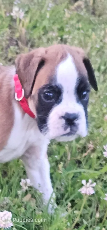 100% Flashy Fawn Male  – Boxer puppy for sale in Brownsville, TN
