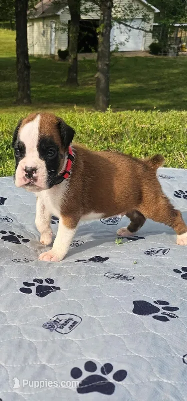 100% Flashy Fawn Male  – Boxer puppy for sale in Brownsville, TN