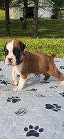 100% Flashy Fawn Male , a male Boxer for sale in Brownsville, TN – Photo 1 of 5