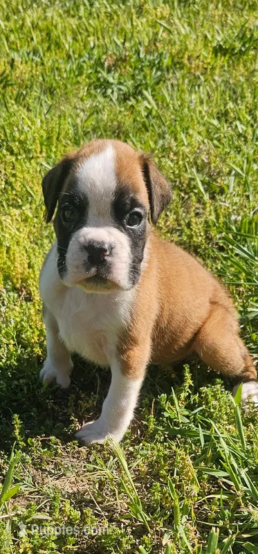 100% Flashy Fawn Male  – Boxer puppy for sale in Brownsville, TN