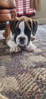 100% European  Flashy Fawn Male , a male Boxer for sale in Brownsville, TN – 6 of 8