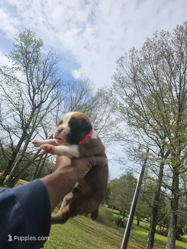 100% Flashy Fawn Male Red Collar – Boxer puppy for sale in Brownsville, TN