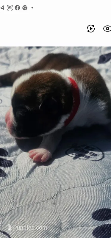 100% Flashy Fawn Male Red Collar – Boxer puppy for sale in Brownsville, TN