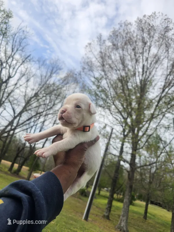 100% European White Male Orange  Collar – Boxer puppy for sale in Brownsville, TN