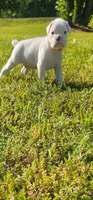 100% European White Male Orange  Collar, a male Boxer for sale in Brownsville, TN – 3 of 10