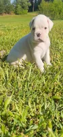 100% European White Male Orange  Collar, a male Boxer for sale in Brownsville, TN – 5 of 10