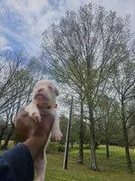 100% European White Male Orange  Collar, a male Boxer for sale in Brownsville, TN – 6 of 10