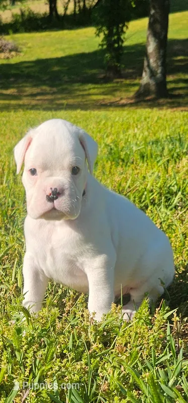 100% European White Male Orange  Collar – Boxer puppy for sale in Brownsville, TN