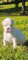 100% European White Male Orange  Collar, a male Boxer for sale in Brownsville, TN – 1 of 10