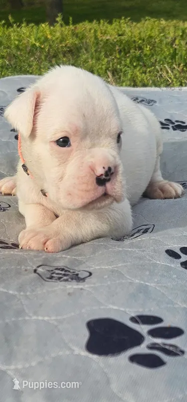 100% European White Male Orange  Collar – Boxer puppy for sale in Brownsville, TN