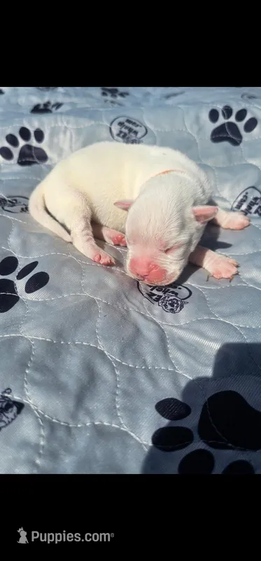 100% European White Male Orange  Collar – Boxer puppy for sale in Brownsville, TN