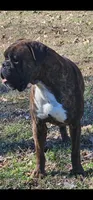 Waiting  list 100% European Brindle 8-9-2026, a male Boxer for sale in Brownsville, TN – 2 of 5