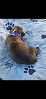 100% European Flashy Fawn Female  Amazing , a female Boxer for sale in Brownsville, TN – 3 of 9