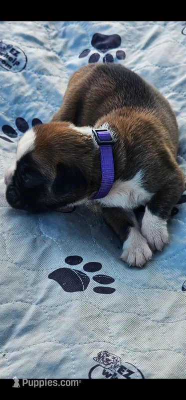 100% European Flashy Fawn Female  Amazing  – Boxer puppy for sale in Brownsville, TN