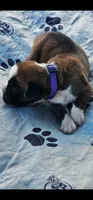 100% European Flashy Fawn Female  Amazing , a female Boxer for sale in Brownsville, TN – 1 of 9