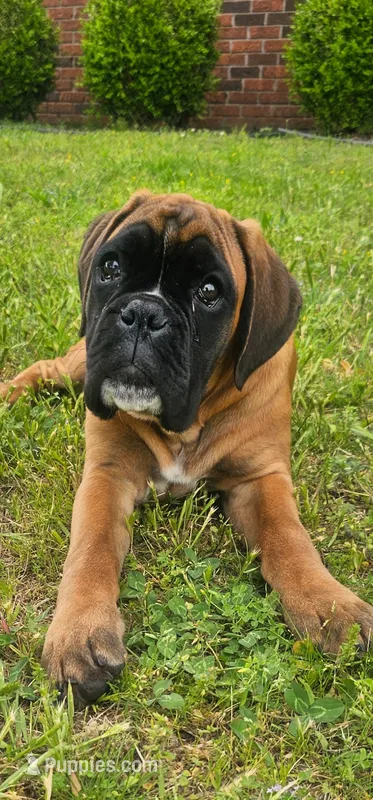 Waiting list For 100%  European Fawn 8-9-2026 – Boxer puppy for sale in Brownsville, TN