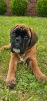 Waiting list For 100%  European Fawn 8-9-2026, a male Boxer for sale in Brownsville, TN – 1 of 5