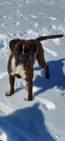 100% European puppies coming  March 19th, a  Boxer for sale in Brownsville, TN – Photo 3 of 7
