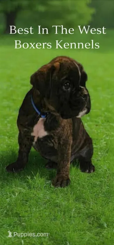 100% European puppies coming  March 19th, a  Boxer for sale in Brownsville, TN – Photo 1 of 7