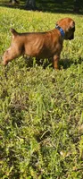 100% European Fawn Female  , a female Boxer for sale in Brownsville, TN – 5 of 10
