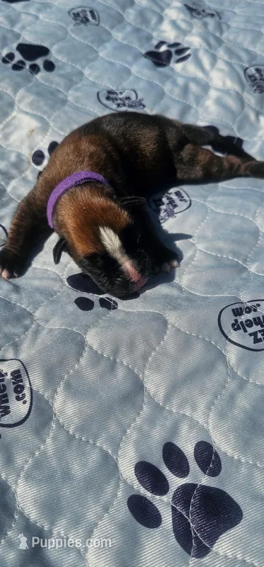 100% European Fawn Female  , a female Boxer for sale in Brownsville, TN – Photo 1 of 8