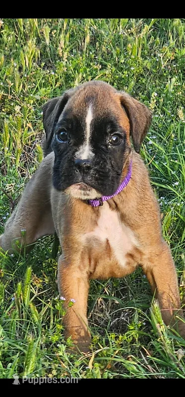 100% European Fawn Female   – Boxer puppy for sale in Brownsville, TN