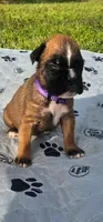 100% European Fawn Female  , a female Boxer for sale in Brownsville, TN – 4 of 10