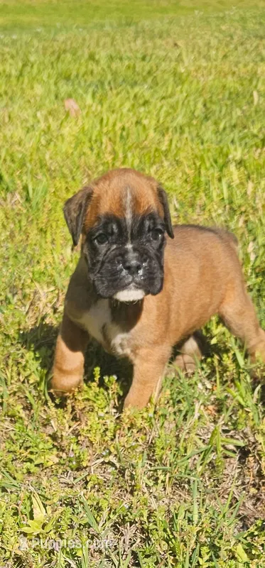 100% European Fawn Female   – Boxer puppy for sale in Brownsville, TN