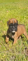 100% European Fawn Female  , a female Boxer for sale in Brownsville, TN – 3 of 10