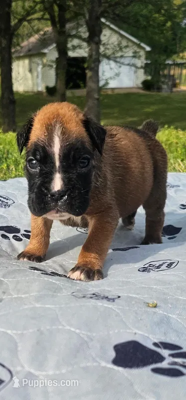 100% European Fawn Female   – Boxer puppy for sale in Brownsville, TN