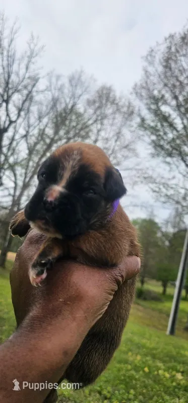 100% European Fawn Female   – Boxer puppy for sale in Brownsville, TN