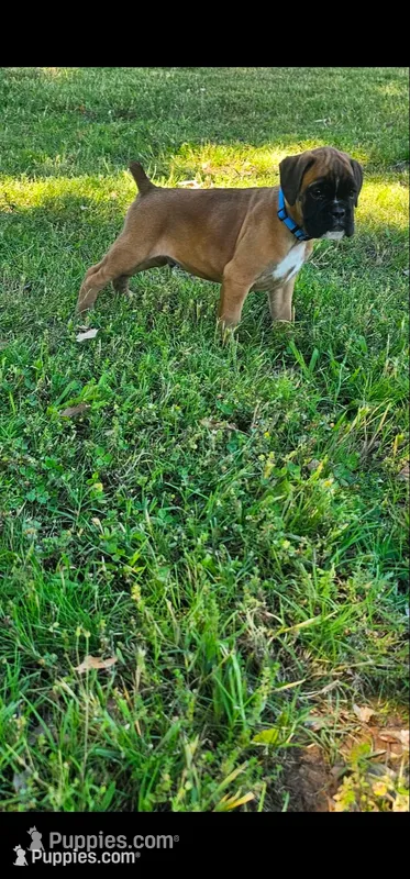 Blue collar 100% European Male  – Boxer puppy on hold in Brownsville, TN