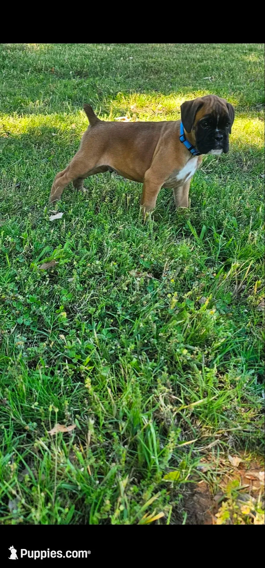 Blue collar 100% European Male PENDING, a male Boxer for sale in Brownsville, TN – 1 of 9