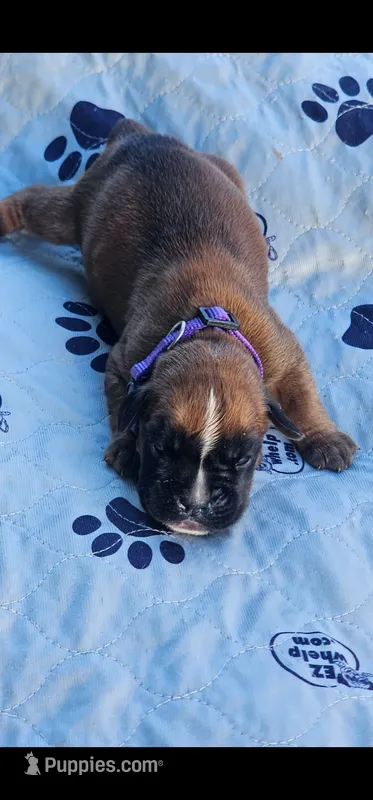 100% European Fawn  Female  Amazing  – Boxer puppy for sale in Brownsville, TN