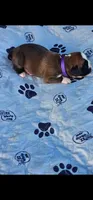 100% European Flashy Fawn Female  Amazing , a female Boxer for sale in Brownsville, TN – 4 of 9