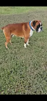 Waiting List For 100% European Flashy Fawn  8-9-2026, a male Boxer for sale in Brownsville, TN – 2 of 5