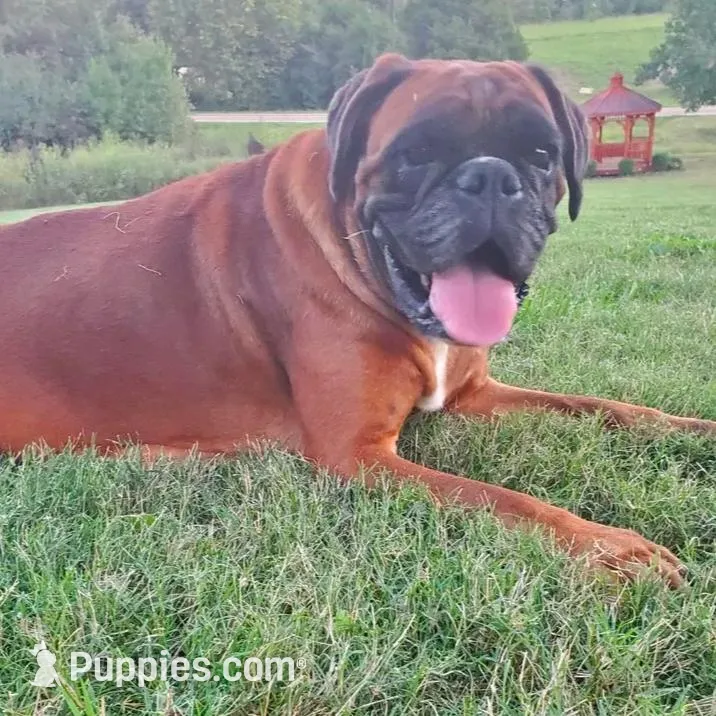 New litter coming March  