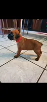 New litter coming March  , a  Boxer for sale in Brownsville, TN – Photo 4 of 7